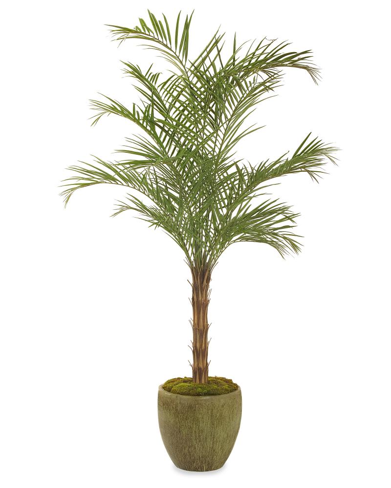 100X61X61 TROPICAL ARECA/POTRY CNTNR