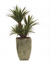 J. Richard JRB-2022 - 50X34X30 AUCCULENT ALOES